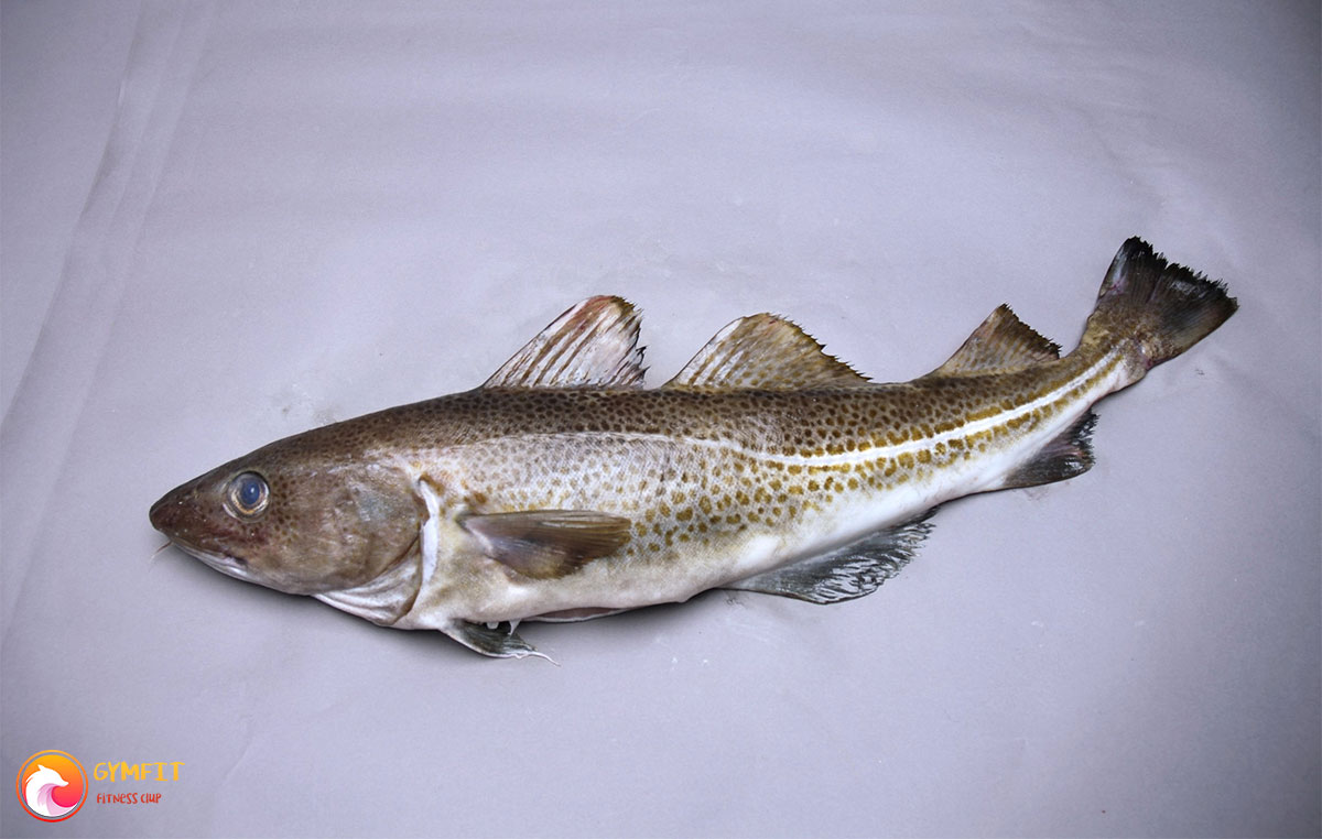 همه چیز درباره ماهی کاد