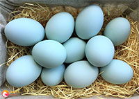 تخم های اردک آبی در بین کاه