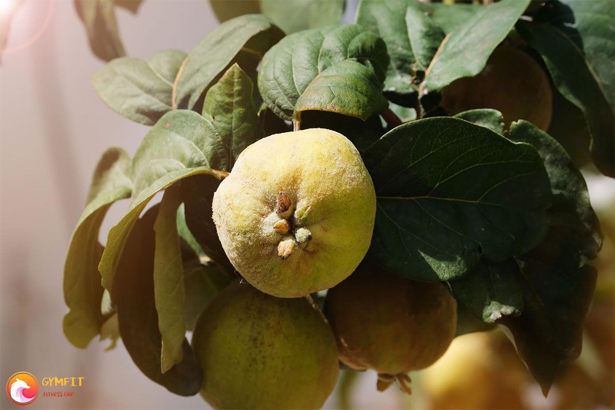 میوه به روی درخت آن