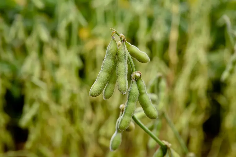 لوبیا سبز