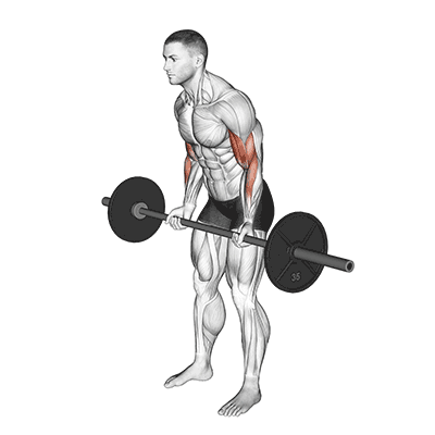 barbell-cheat-curl