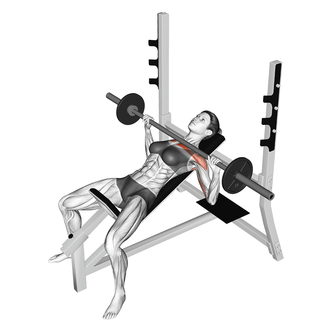 پرس بالا سینه هالتر (Incline Barbell Bench Press)