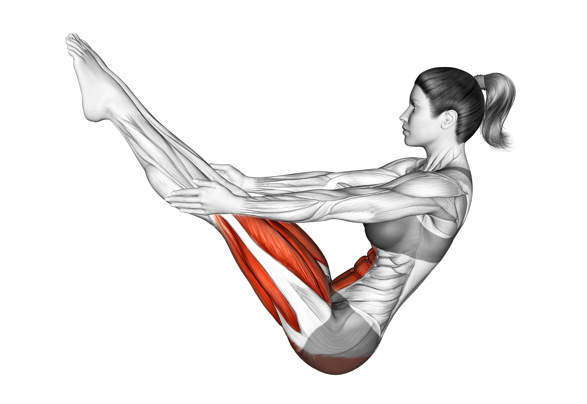 نمایش عضلات درگیر در حالت قایقی (Boat Pose یا Navasana)