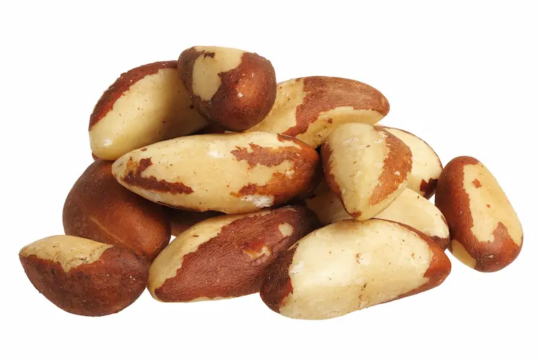 brazil-nut-bertholletia-excelsa