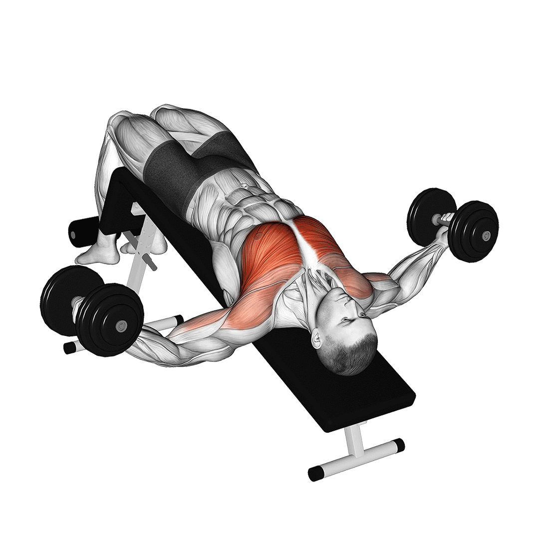 فلای دمبل روی میز شیب‌دار منفی (Decline Dumbbell Fly)