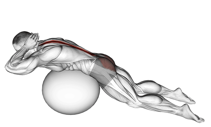 عضلات مورد استفاده با اکستنشن کمر در توپ سوئیسی.
