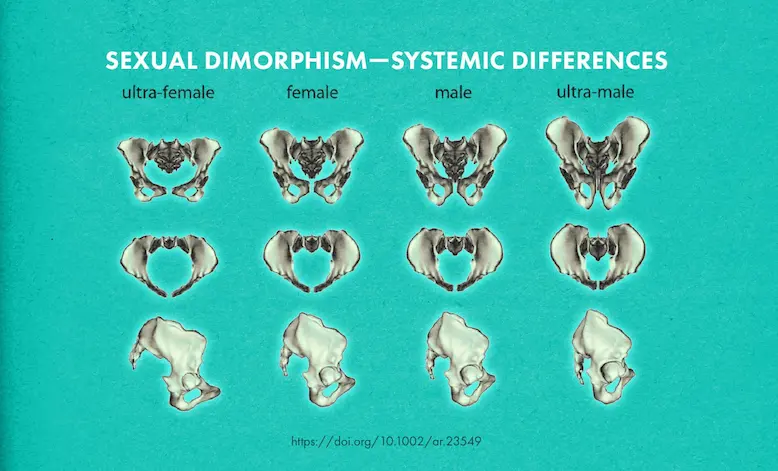 female-male-hip-bone-shape-differences-compared