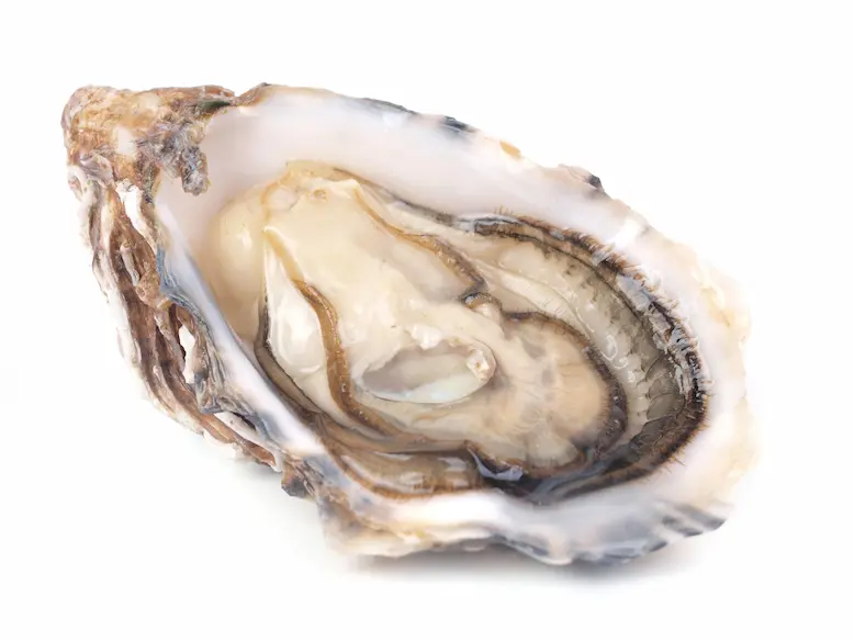 fresh-oyster