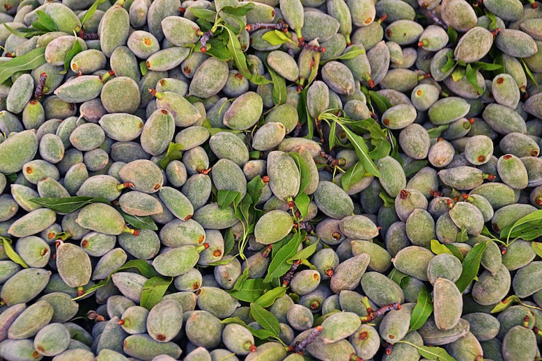 یک عالمه چغاله بادام