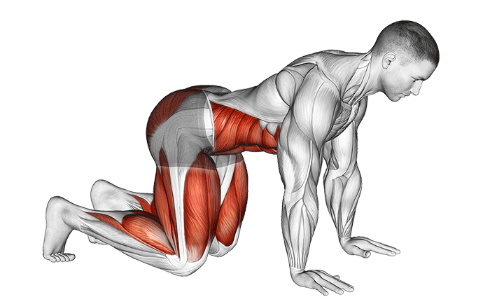 آموزش تصویری پلانک خرسی و عضلات درگیر