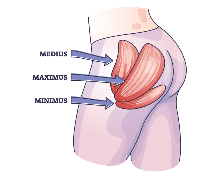 gluteal-muscle-orientation
