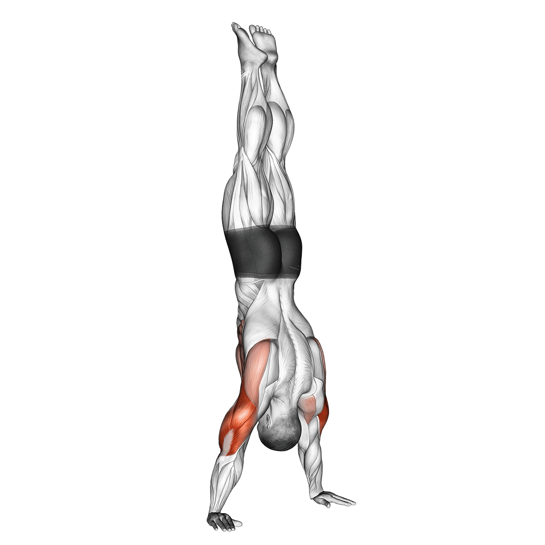 شنا در حالت ایستاده روی دست (Handstand Push-Up)