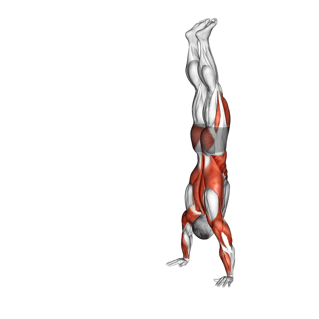 مردی در حال راه رفتن روی دست (Handstand Walk)