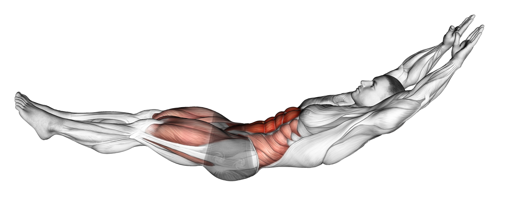 نمایش عضلات درگیر در هالو هولد (Hollow Body Hold)