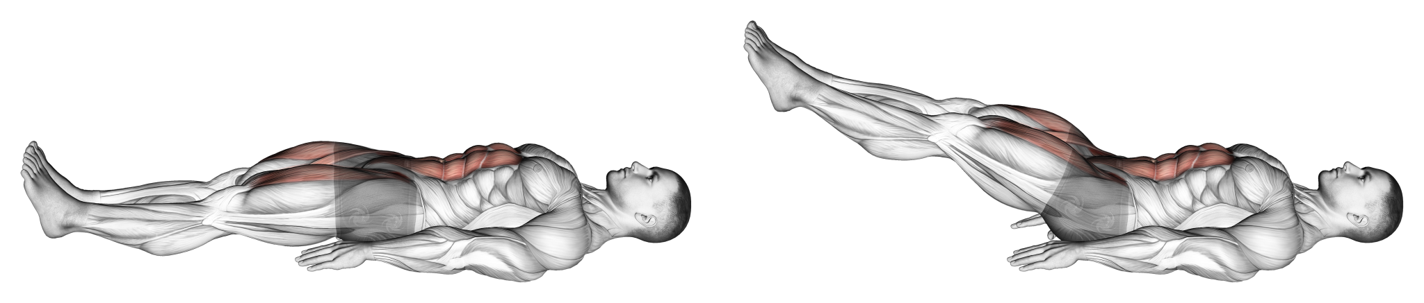 عضلات درگیر در بالا نگه داشتن پا (Leg Raise Hold) 
