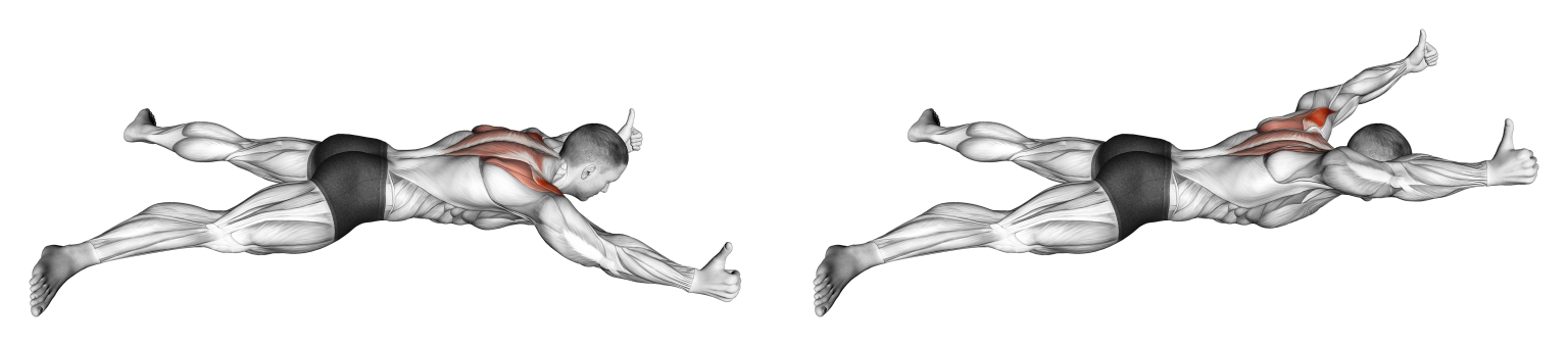 نمایش عضلات درگیر در Y خوابیده روی شکم