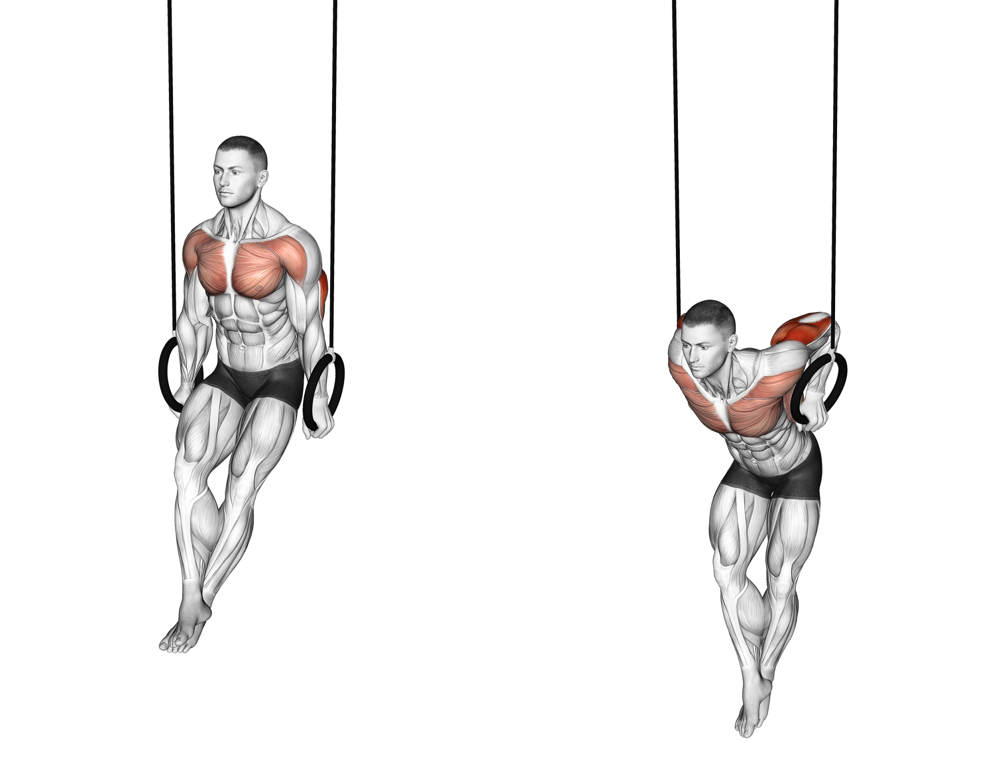 دیپ با حلقه ژیمناستیک (Ring Dips)