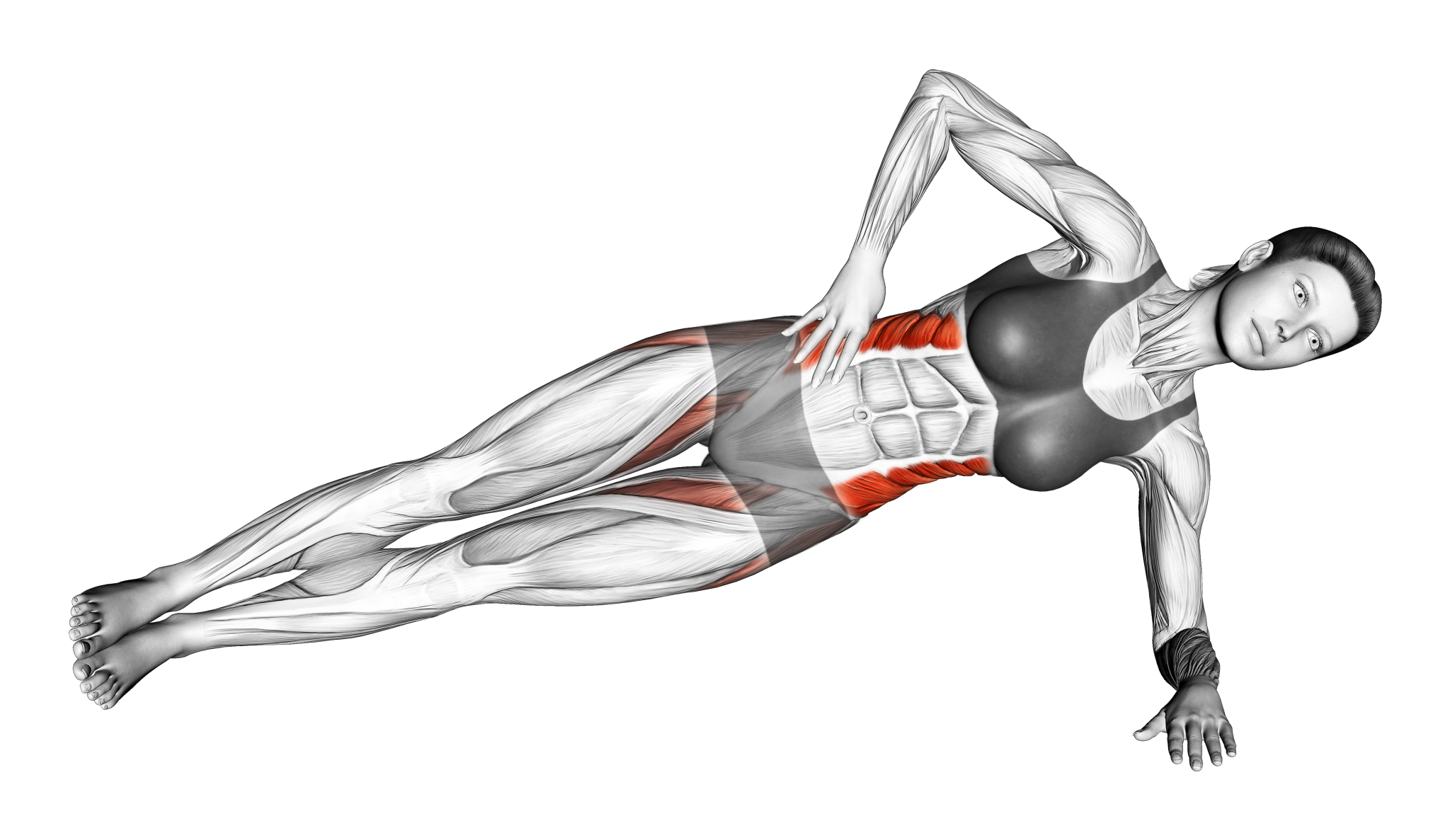 نمایش عضلات درگیر در پلانک پهلو (Side Plank)