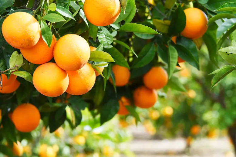 summer-background-lemon-garden