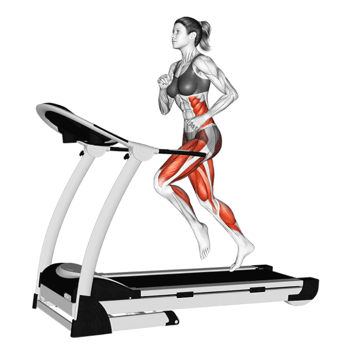 عضلات درگیر در استفاده از تردمیل