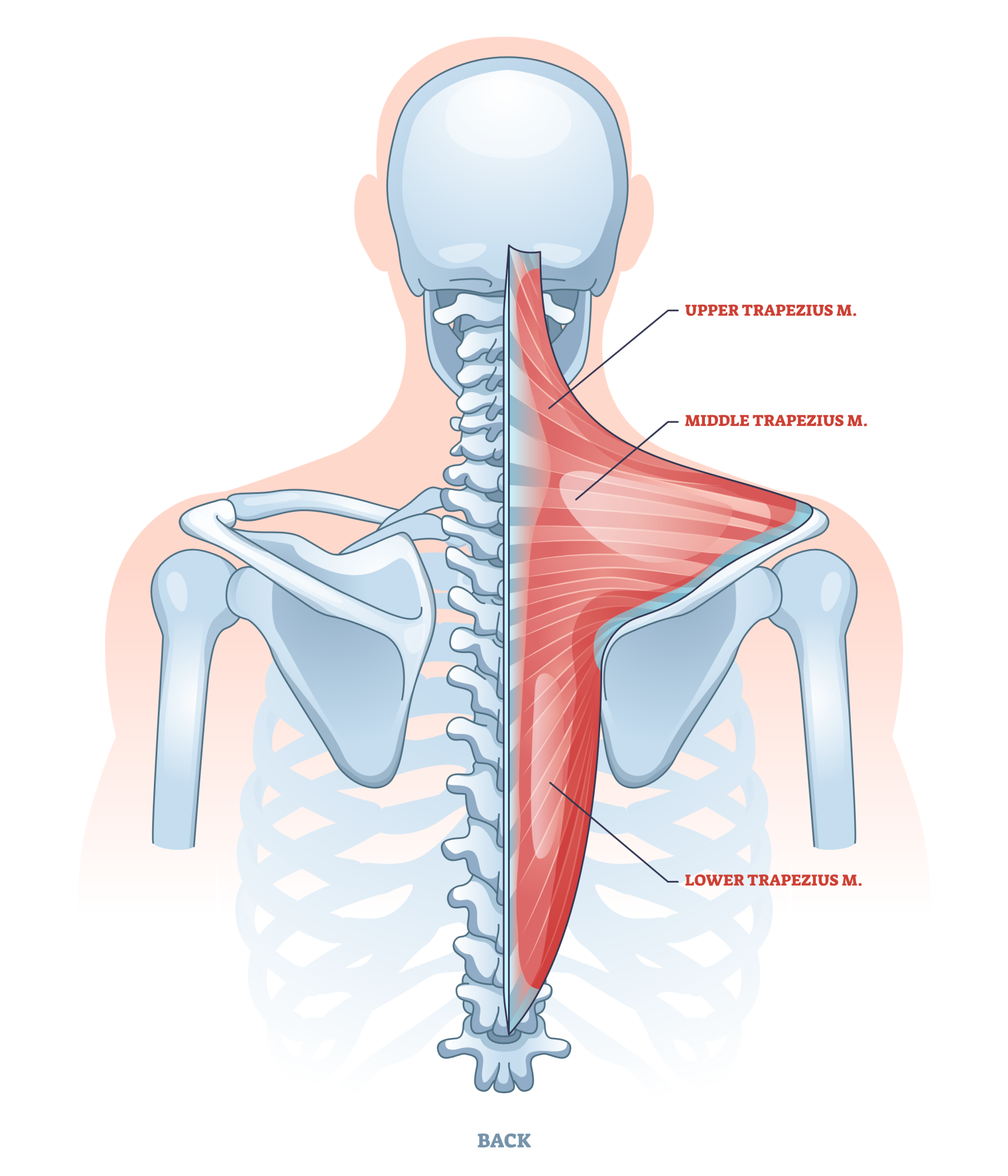 عضلات درگیر در حرکت شراگ سیم‌کش